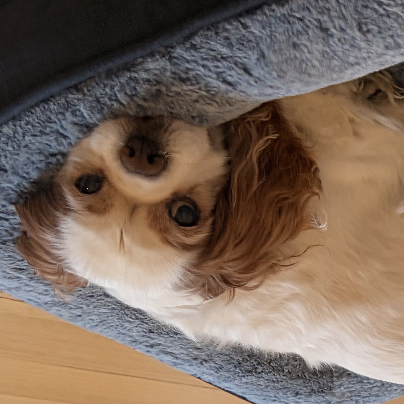 Geoff, a cavalier spaniel, lying in his bed looking up at the camera