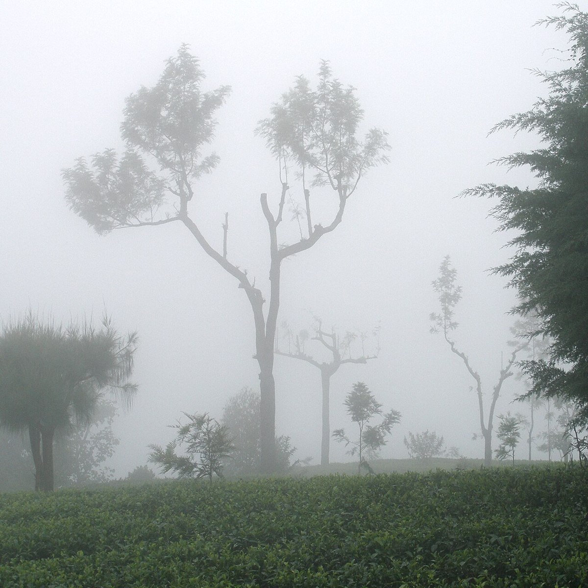 Tea bushes and bare trees disappearing into hill country fog